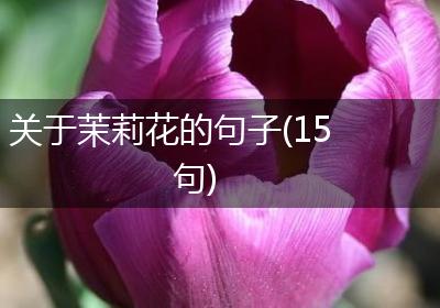 关于茉莉花的句子(15句)