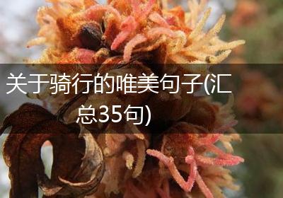关于骑行的唯美句子(汇总35句)