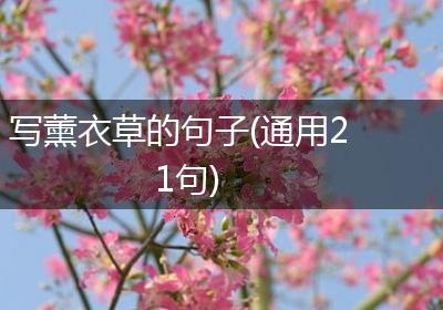写薰衣草的句子(通用21句)