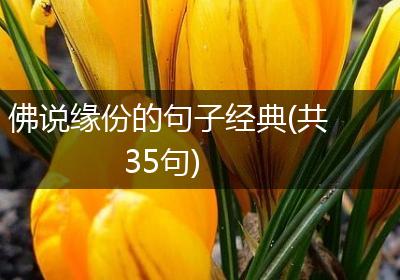 佛说缘份的句子经典(共35句)