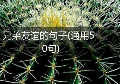 兄弟友谊的句子(通用50句)