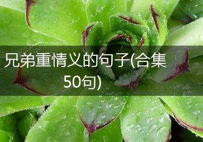 兄弟重情义的句子(合集50句)