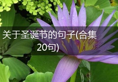 关于圣诞节的句子(合集20句)