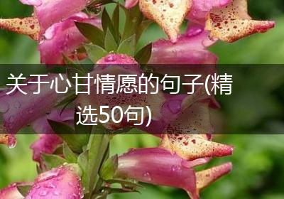 关于心甘情愿的句子(精选50句)