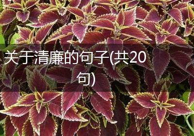 关于清廉的句子(共20句)