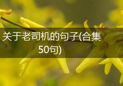 关于老司机的句子(合集50句)