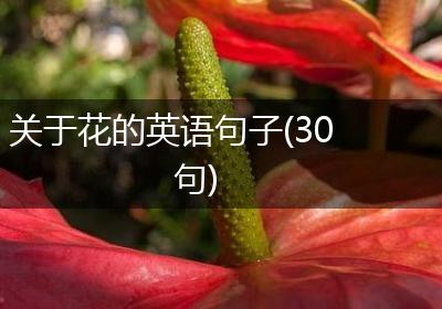 关于花的英语句子(30句)