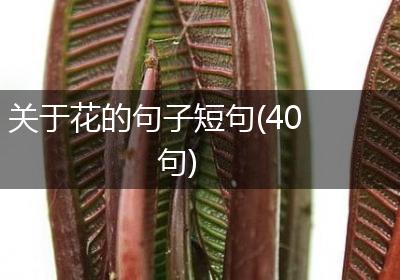 关于花的句子短句(40句)