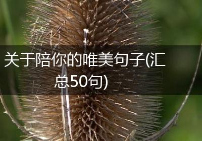 关于陪你的唯美句子(汇总50句)