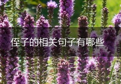 侄子的相关句子有哪些