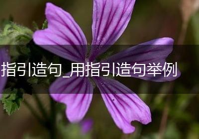 指引造句_用指引造句举例
