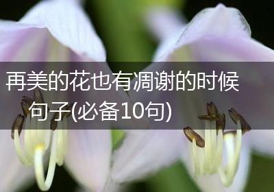 再美的花也有凋谢的时候句子(必备10句)