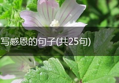 写感恩的句子(共25句)