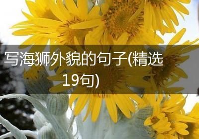 写海狮外貌的句子(精选19句)