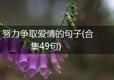 努力争取爱情的句子(合集49句)