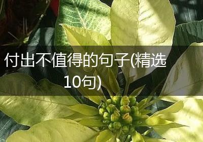 付出不值得的句子(精选10句)