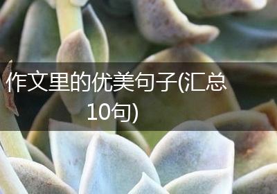 作文里的优美句子(汇总10句)