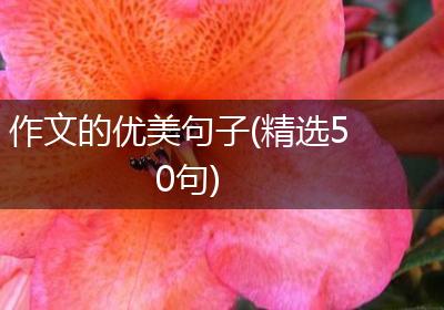 作文的优美句子(精选50句)