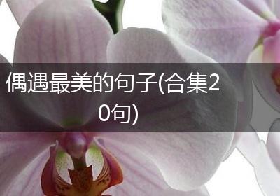 偶遇最美的句子(合集20句)