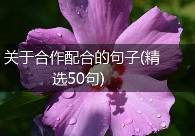 关于合作配合的句子(精选50句)