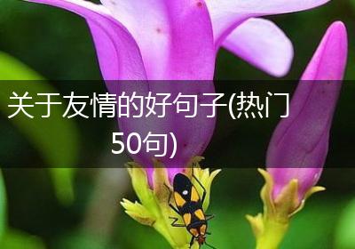 关于友情的好句子(热门50句)