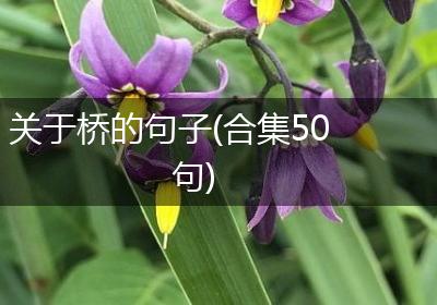 关于桥的句子(合集50句)