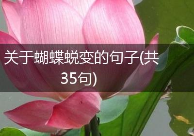 关于蝴蝶蜕变的句子(共35句)
