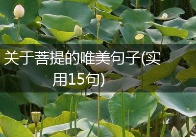 关于菩提的唯美句子(实用15句)