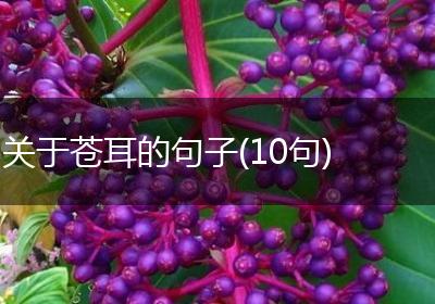关于苍耳的句子(10句)