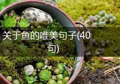 关于鱼的唯美句子(40句)
