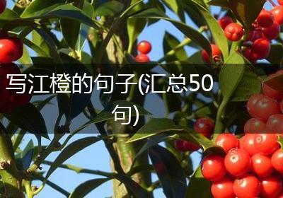 写江橙的句子(汇总50句)