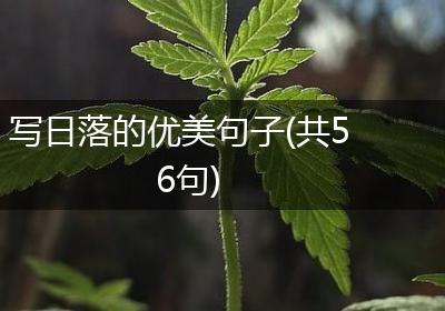写日落的优美句子(共56句)