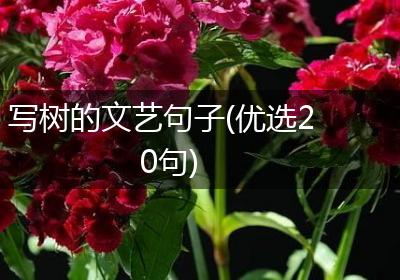 写树的文艺句子(优选20句)