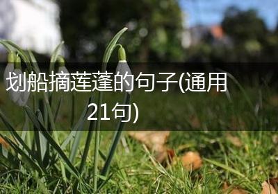 划船摘莲蓬的句子(通用21句)