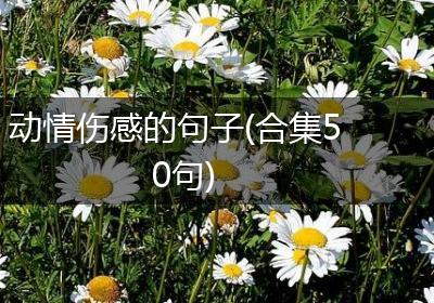 动情伤感的句子(合集50句)