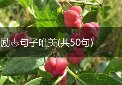 励志句子唯美(共50句)