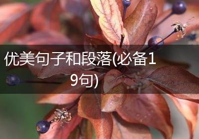 优美句子和段落(必备19句)