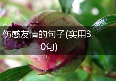 伤感友情的句子(实用30句)