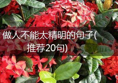 做人不能太精明的句子(推荐20句)
