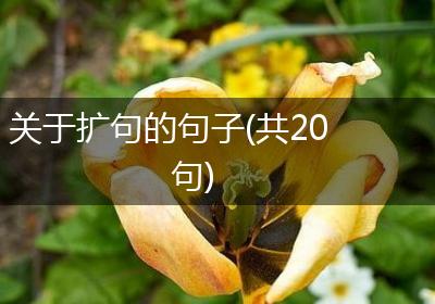 关于扩句的句子(共20句)