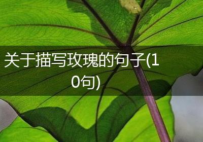 关于描写玫瑰的句子(10句)
