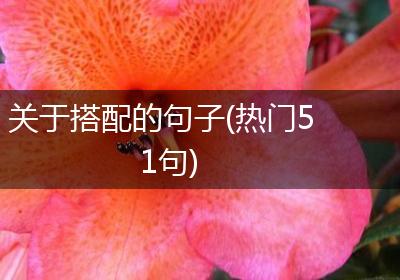 关于搭配的句子(热门51句)