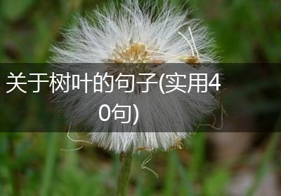 关于树叶的句子(实用40句)