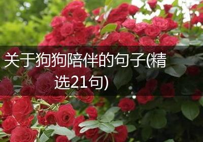 关于狗狗陪伴的句子(精选21句)