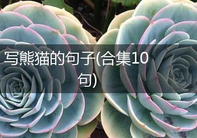写熊猫的句子(合集10句)