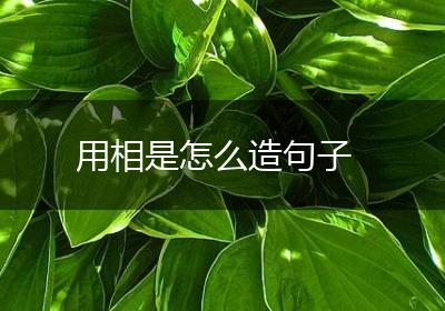 用相是怎么造句子