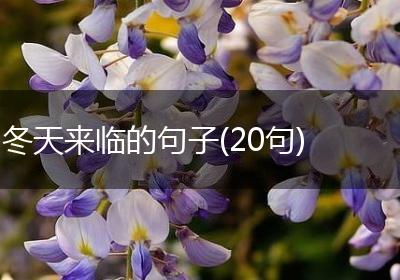 冬天来临的句子(20句)