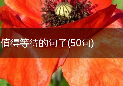 值得等待的句子(50句)