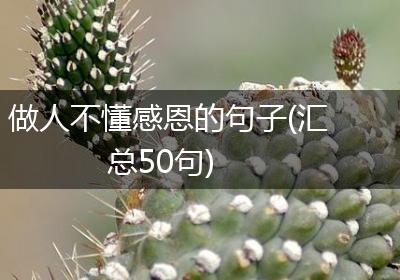 做人不懂感恩的句子(汇总50句)