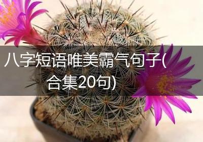 八字短语唯美霸气句子(合集20句)